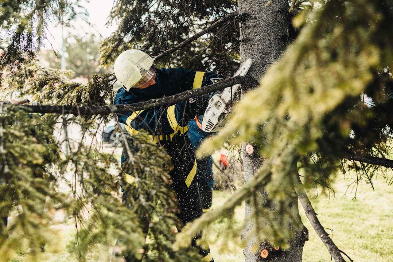 East Spencer, NC Tree Service Company